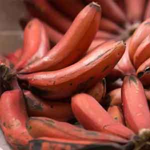 Red bananas